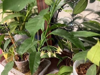 Hoya multiflora