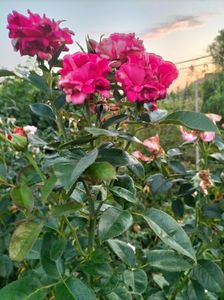 IMG20240712210956