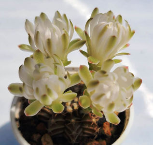 Gymnocalycium hb Avalanche2