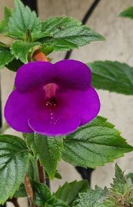 Rf s Mexican Velvet