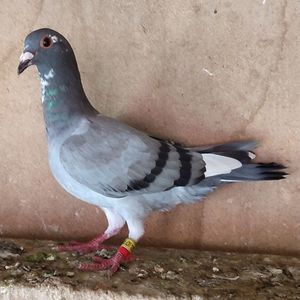 Femelai 24-812