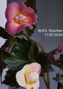 ; BriD's  Roschen   -17-07 -2024

