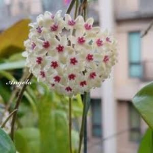 Hoya motoskei vs. Hoya carnosa