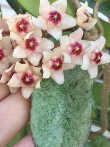 Hoya carnosa AH-074 - Silver