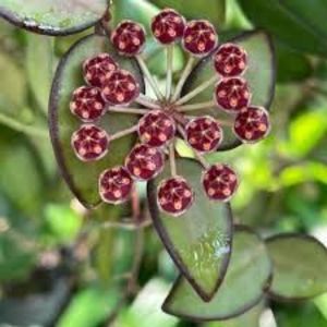 Hoya Rosita-Foto net