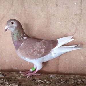 Femela 23-686