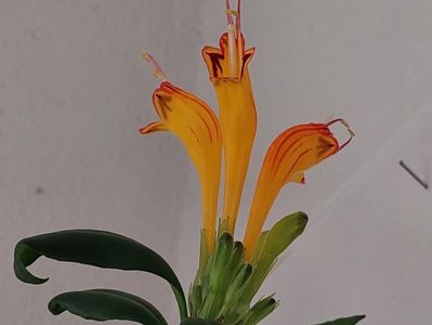 Aeschynanthus Speciosus(21-07-2024)