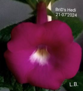 ; BriD's  Hedi
21-07-2024

