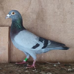Mascul 23-142....-10 lei
