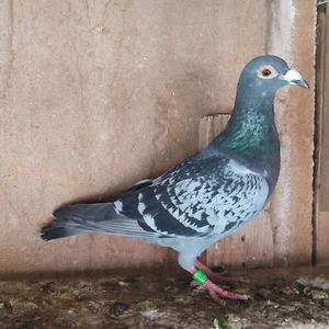 Mascul 23-515