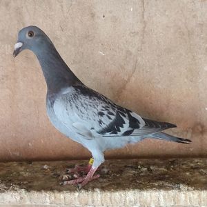 Pui 24-841