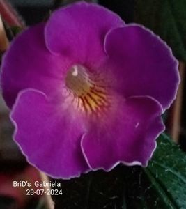 ; BriD's  Gabriela 
23-07-2024
