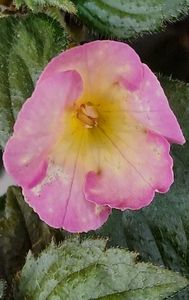 Yellow English Rose (!?)