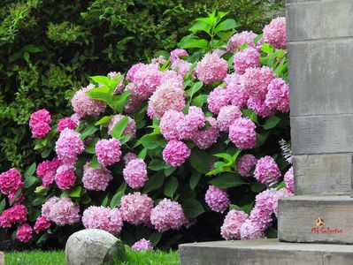 Flowers  from Toronto