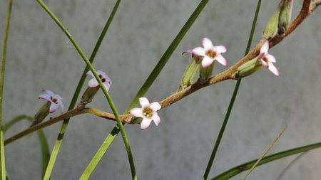 Floare adromischus