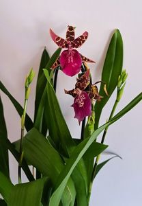 Wilhelmara Shelob-Marie Elle