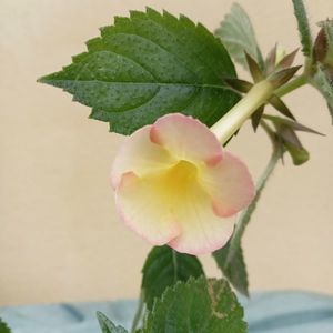 Strawberry Lemon