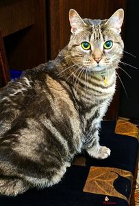 Piper the Cat
