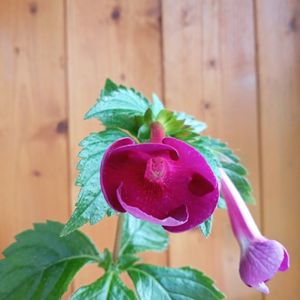 RFs Mexican Velvet Burgundy