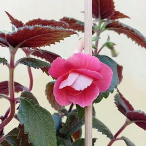 RFs Pink Swan
