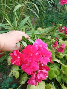 IMG-20240715-WA0033