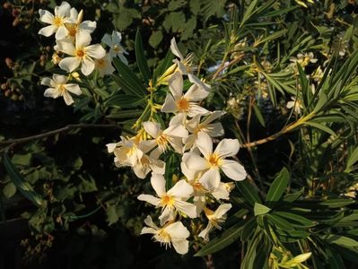 IMG-20240715-WA0032