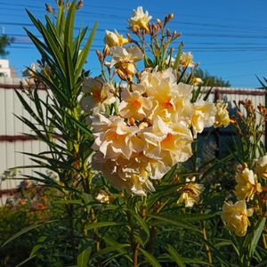 IMG-20240715-WA0117