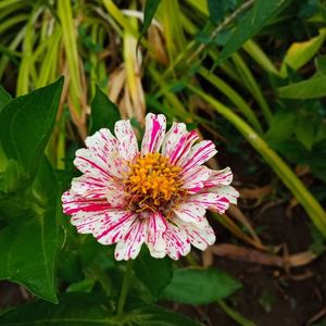 IMG-20240715-WA0026