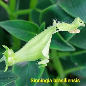 Img.2024.07.26; Pt iubitorii de sininningia... Botanic
