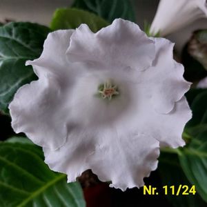 Img.2024.07.26