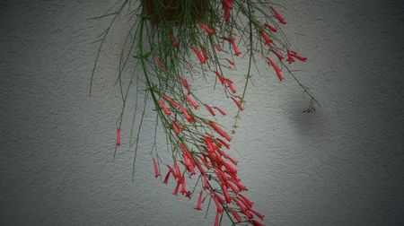 Russelia