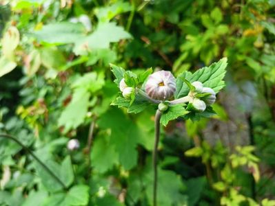 Anemone