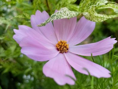 Cosmos