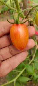 ARTISAN BLUSH TIGER 20220902 (5)