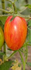 ARTISAN BLUSH TIGER 20220902 (30)