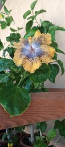 IMG-20240728-WA0000