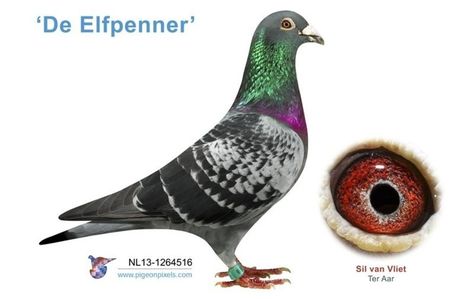 nl13-1264516_de-elfpenner_vliet