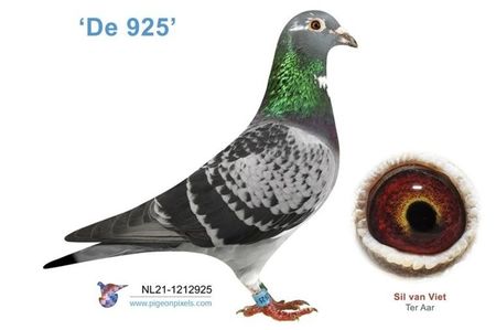 nl21-1212925_de-925_vliet; 1e Beste Zware Fondduif Int. PIPA-Ranking (4 prijzen) 2022-2023
  5e Beste Zware Fondduif Int. PIPA-Ranking (3 prijzen) 2022-2023
  4e Beste Zware Fondduif Ned. PIPA-Ranking (3 prijzen) 2023
  4e Asdu
