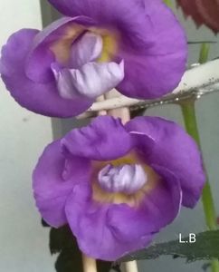 ; BriD's  DORIS  29 -07-2024
