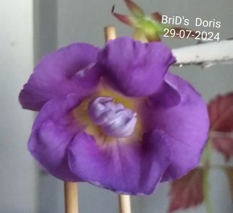 ; BriD's  DORIS
