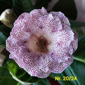 Img.2024.07.29