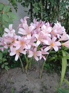 nerine bowdenii