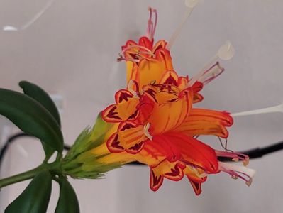 Aeschynanthus Speciosus (30-07-2024)