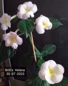 ; BriD's  Helena

