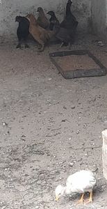 Pitoace o