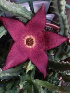 ; STAPELIA (steaua -serifului )
1-08-2024
