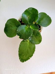 LE Margarita
