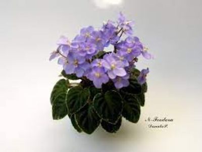 N-Feodora