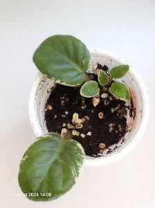 N-Feodora