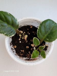N-Feodora